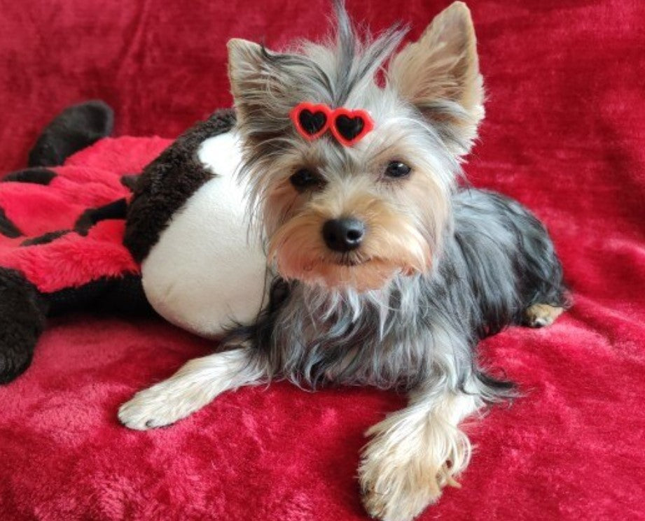 Lovely Heart Sunglasses Hairpins Dog Cat Bows Hair Clip Pet Hair Decor