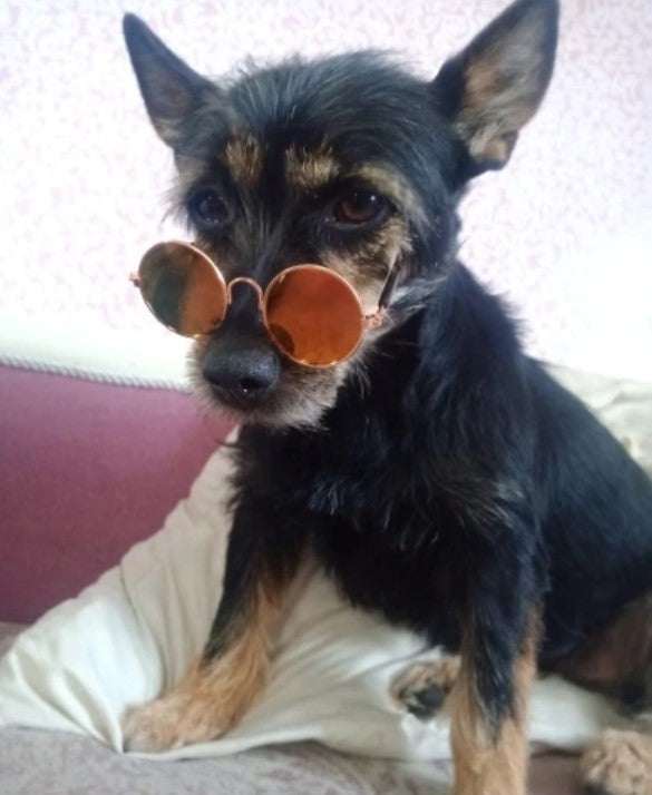 Glasses Sunglasses Dog Cat Accessory Pet Custom Decoration Gadget