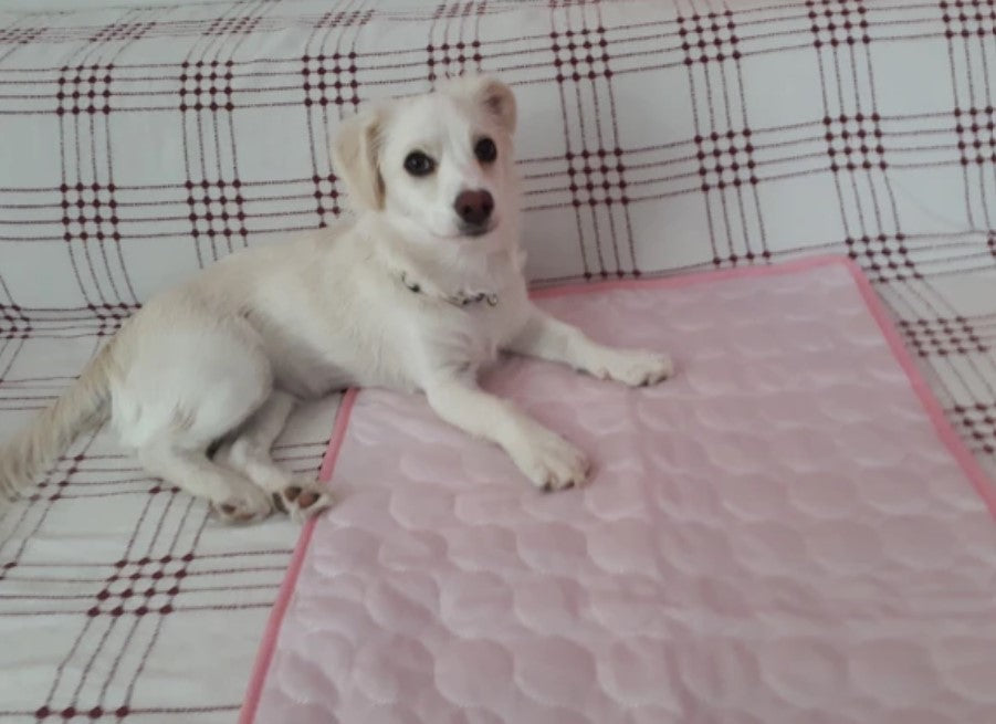 Cooling Summer Luxury Comfortable Bed Mat Pad Sleep Dog Cat Pet Pupply